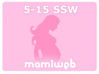 5 15 Woche Schwangerschaft Mamiweb De